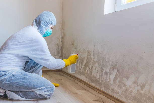 Licensed Mold Remediation service in Springfield, NJ - 24 Hour Mold Removal