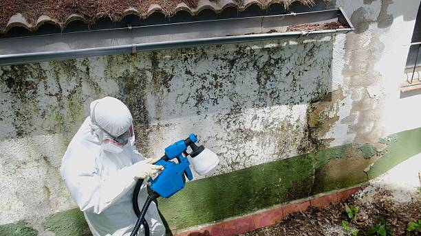 Top rated local Mold Remediation specialists in Springfield, NJ